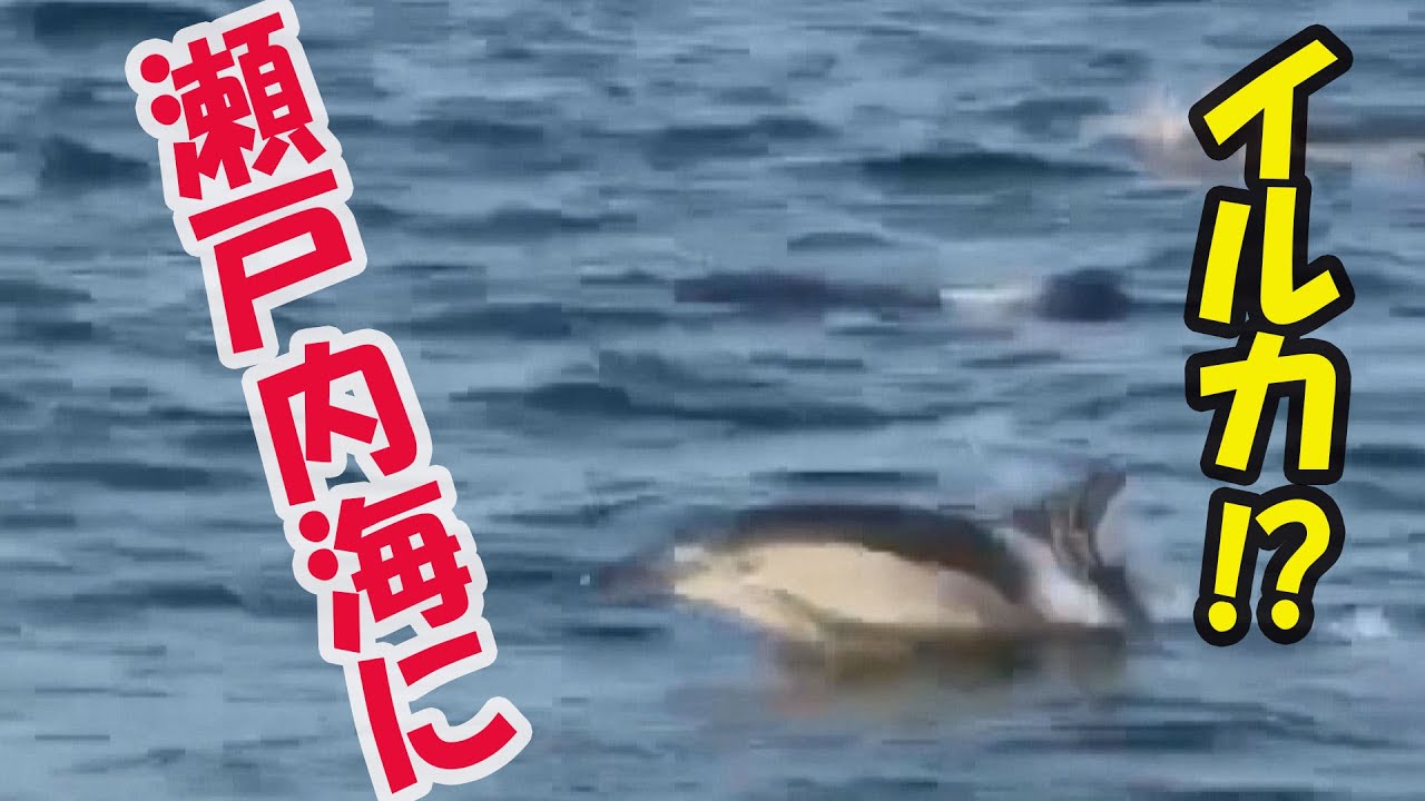 瀬戸内海に謎の生物】200頭のイルカの群れ？【視聴者投稿】 - YouTube