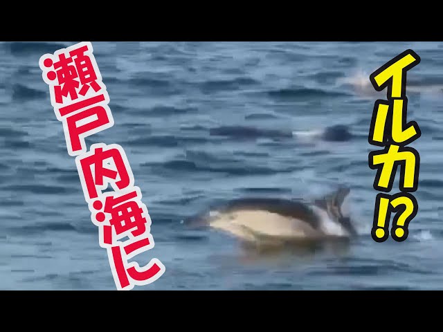 瀬戸内海に謎の生物】200頭のイルカの群れ？【視聴者投稿】 - YouTube