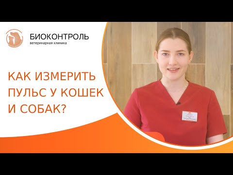 Видео: Как выбрать лабораторного щенка