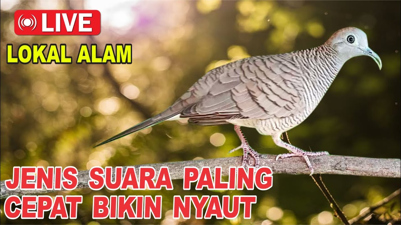 Perkutut Lokal Gacor dari alam liar bikin gacor yang malas BUNYI