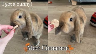 I GOT A BUNNY! | Meet my 8 week old mini lop Cinnamon 🍂