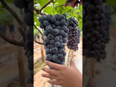 طريقة جني العنب رووووووووعة