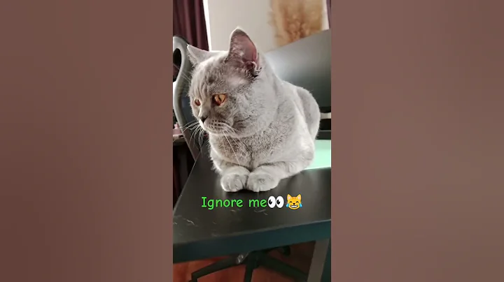 Video 11011131: cats thailand, cat cute funny