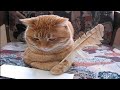 Funny cats, dogs and other animals || Video cuts with cute moments #2