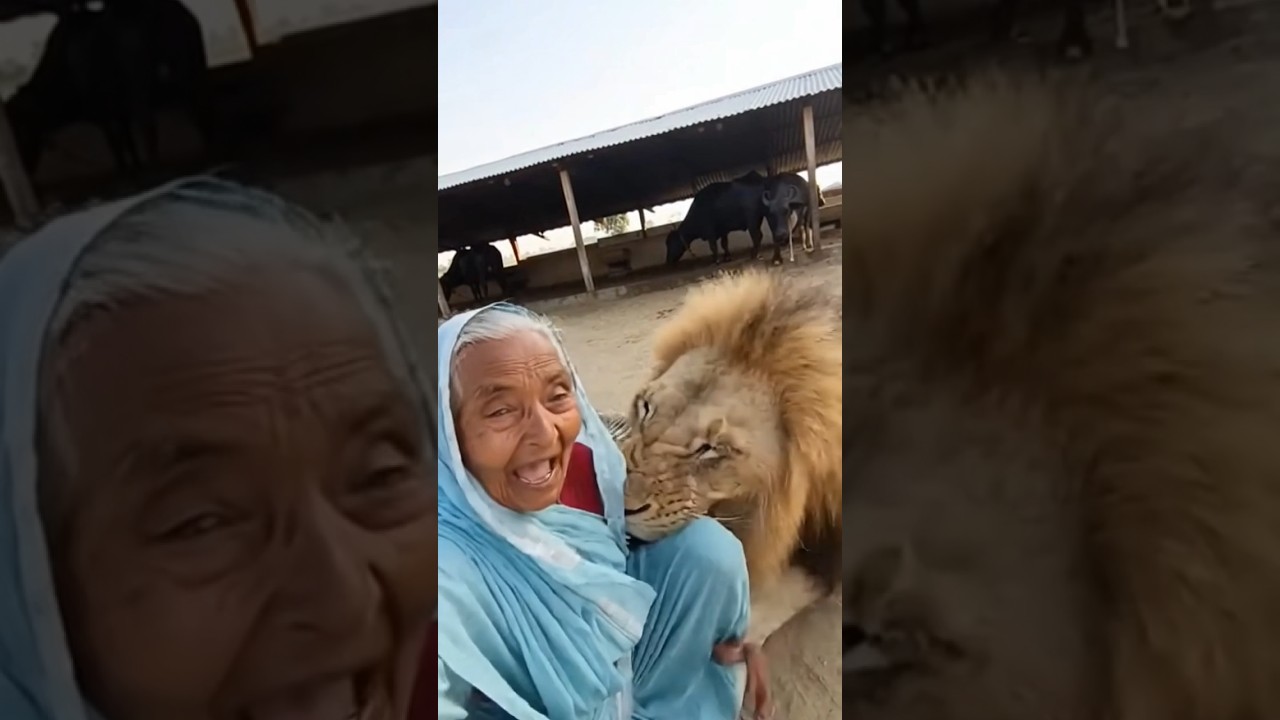 ગીર મા સિંહ એ એક ડોશી મા ને ફા‌ળી ખાધા 😱 જુવો લાઈવ વાયરલ વીડિયો 🤯 