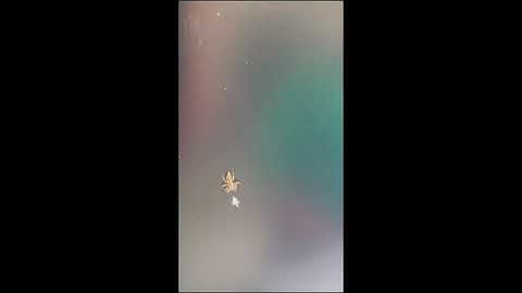 Jumping spider wants to eat my mouse cursor...
