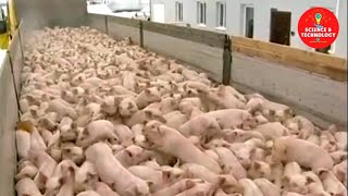 AMAZING MODERN PIG FARM TECHNOLOGY-HIGH-TECH PIG FARMING-INCREDIBLE LIVESTOCK FARMING-PORK PROCESSES