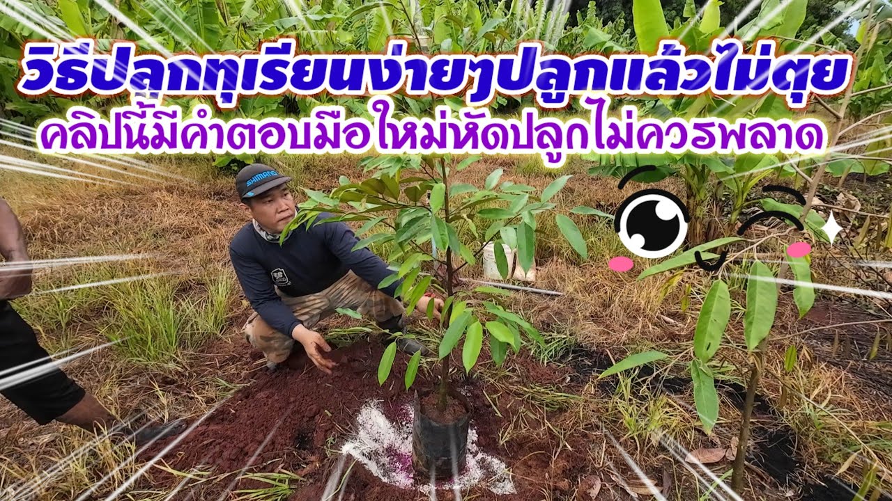 วันนี้มาซ่อมทุเรียนครับก็เลยมาแนะนำการปลูกทุเรียนแบบไม่ตุยครับมือใหม่ห้ามพลาดครับ