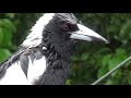 The Australian Magpie Singing In The Rain