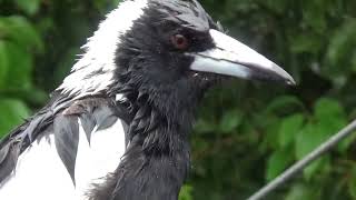 The Australian Magpie Singing In The Rain