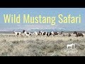 Let's go looking for Wild Mustangs in Wyoming!