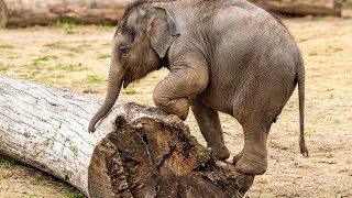 Nailed It! This Cute Baby Elephant Shows Off Log Walking Skills