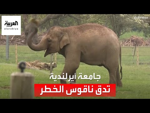 28 من الحياة على الأرض مهددة بالانقراض
