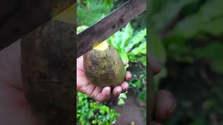 how to tasty mango cutting.mango mangolover fruit