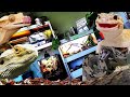 REPTILE ROOM TOUR MARCH 2021 Snake Attack & New Pet