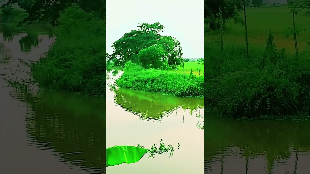 quiet afternoon in the village 🌿" #nature #shorts #bangladesh #villagelife #reels bangladesh