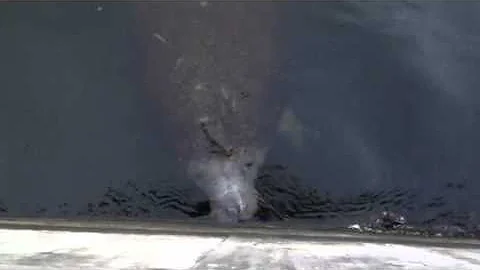 Manatees at Coffee Pot Bayou