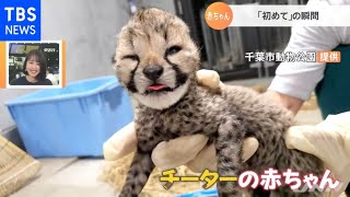 動物の赤ちゃん“初めての瞬間”