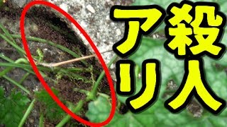 足元から大量の『ヒアリ？』が出てきた。【グロ注意】