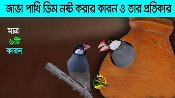 জাভা পাখি ডিম নষ্ট করার কারণ ওতার প্রতিকার। কেন জাভা পাখির ডিমের ভেতরে কেন বাচ্চা মারা যায়