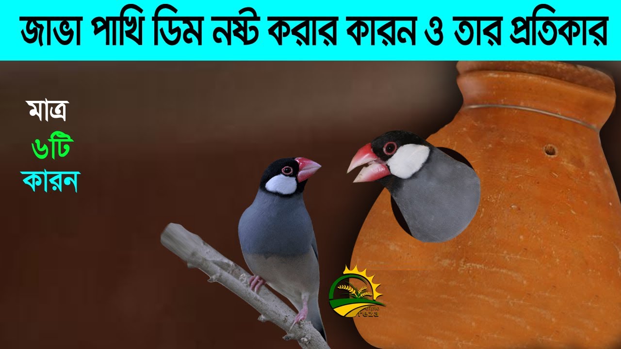 জাভা পাখি ডিম নষ্ট করার কারণ ওতার প্রতিকার। কেন জাভা পাখির ডিমের ভেতরে কেন বাচ্চা মারা যায়