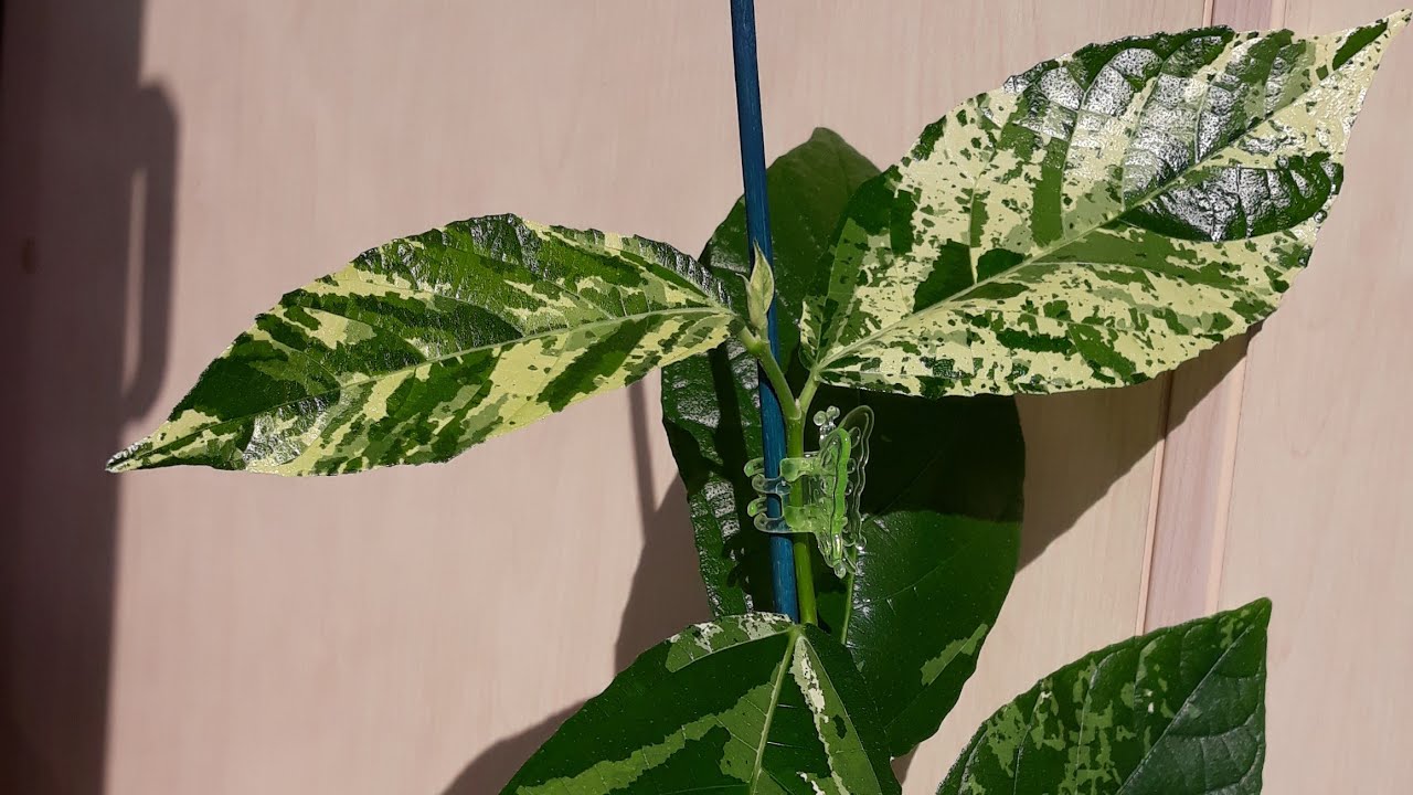 🌱Фикус Эректа(Аспер?) и Румфи с белой вариегатностью/мои новинки 2020года