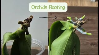 видео: Всего 1 ложка!!! Ваша орхидея мгновенно пустит новые корни! картинка: Всего 1 ложка!!! Ваша орхидея мгновенно пустит новые корни!