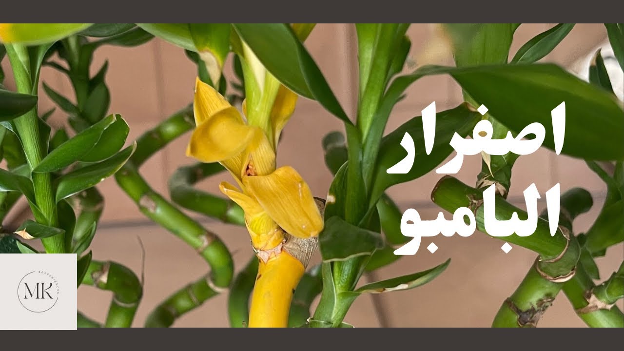 اسباب اصفرار اوراق نبات البامبو  و علاجه و طرق الوقاية 🪴