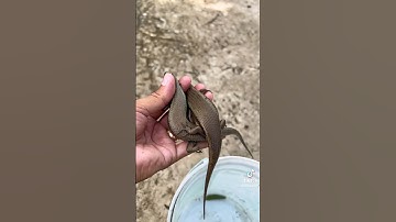 ĐTT làm bẫy rắn mối bằng chai nước P1 #shorts #tungub119 #cauca #rắnmối