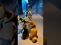 ペンギンさん、ぶつかるニャー!水族館のペンギンのお散歩に鉢合わせた柴犬と猫。