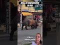 Briga de rinoceronte na rua