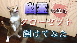 子猫が幽霊がいると訴えるクローゼット開けたら…見えますか