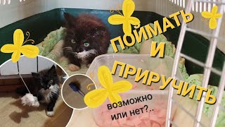 Как одомашнить дикого котёнка/ОДНА В ДЕРЕВНЕ👱🏼♀️