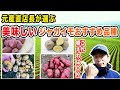 ジャガイモおすすめ品種紹介 うまい・育てやすい品種ベスト4