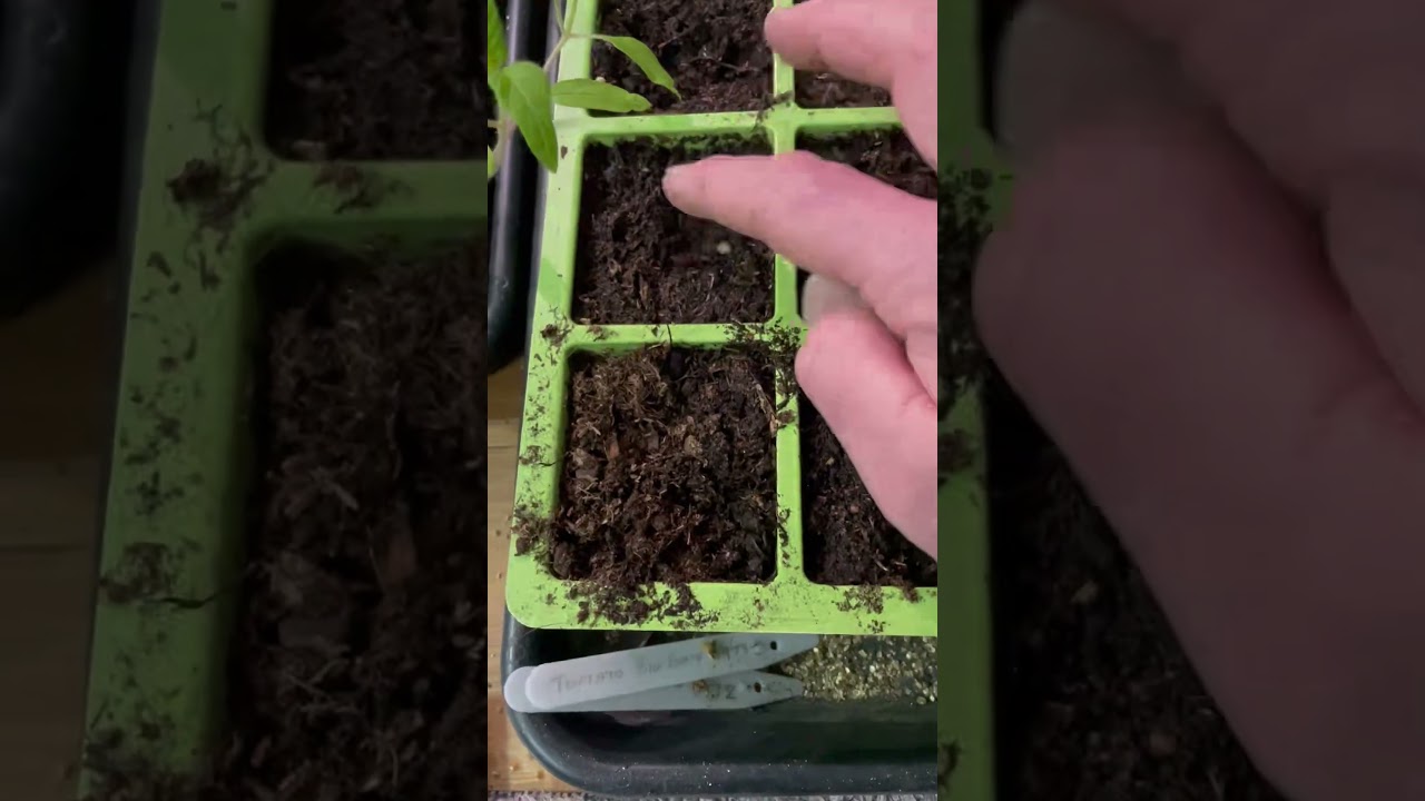 Sowing Squash And Pumpkins Seeds, 