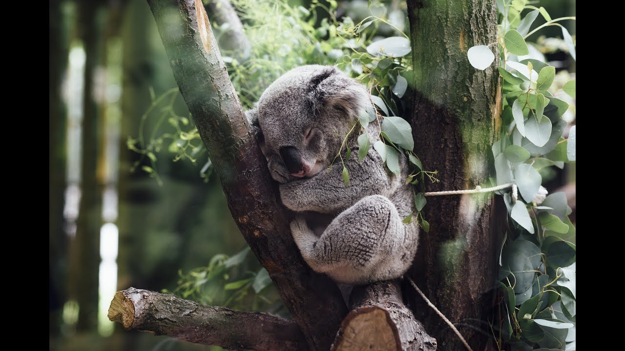 Koala Why Do Koala's Sleep So Much? YouTube