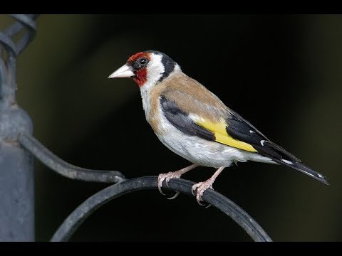 chardonneret en Bretagne