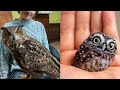 OWL BIRDS🦉- A Funny Owls And Cute Owls Videos Compilation (2021) #007 | Funny Pets Life