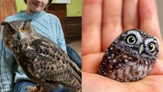 OWL BIRDS A Funny Owls And Cute Owls Videos Compilation (2021) #007 | Funny Pets Life