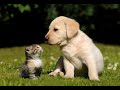 Dogs and cats funny