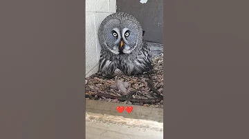 New Baby Great Grey Owls!! 🐣🥰🎉 at long last ☺️ #shorts #hatched #owl #baby #birds #love #excitement