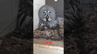 New Baby Great Grey Owls!!  at long last ☺ #shorts #hatched #owl #baby #birds #love #excitement