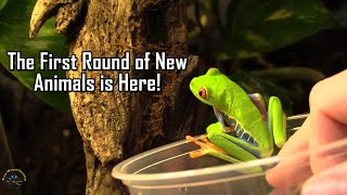Unboxing a HUGE Box of New Animals! -- Banded Rubber Frogs 🐸, a Baby Red Tail Boa 🐍, & More!