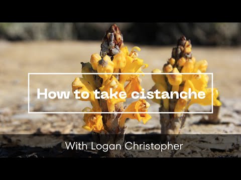 Cistanche : Top