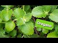 Oregano plant  herbal plant no 1