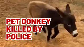 Owner of baby donkey killed by police mourns loss, demands justice