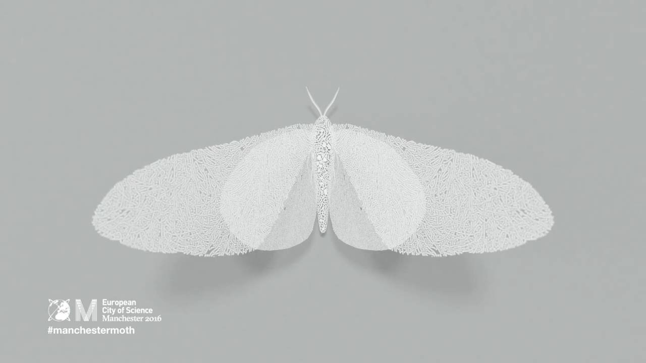 Manchester Moth The Manchester Moth - YouTube