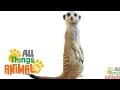 * MEERKAT * | Animals For Kids | All Things Animal TV