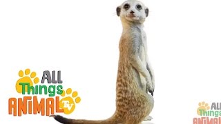 * MEERKAT * | Animals For Kids | All Things Animal TV