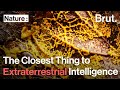 This Creature Has the Closest Thing We Know to Extraterrestrial Intelligence